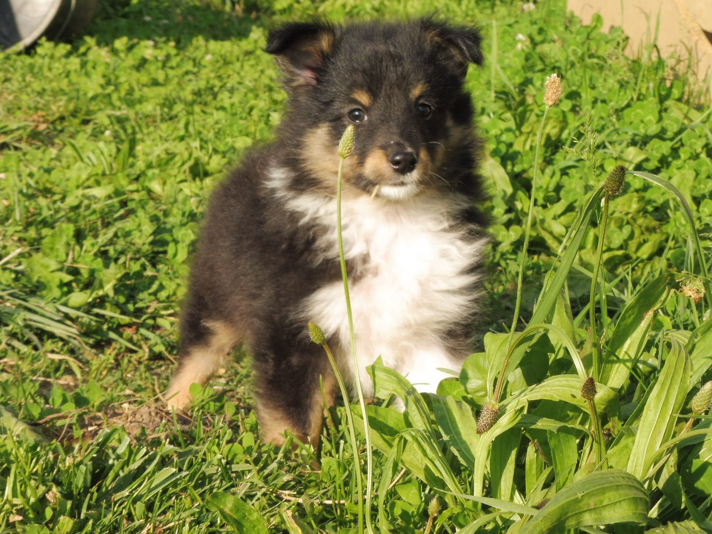 Du Mourre de Gache - Chiots disponibles - Shetland Sheepdog