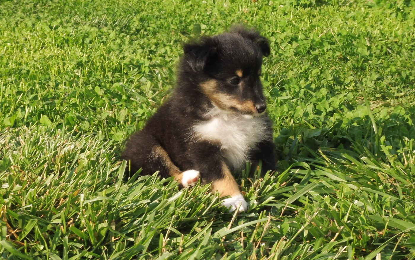 Du Mourre de Gache - Chiots disponibles - Shetland Sheepdog