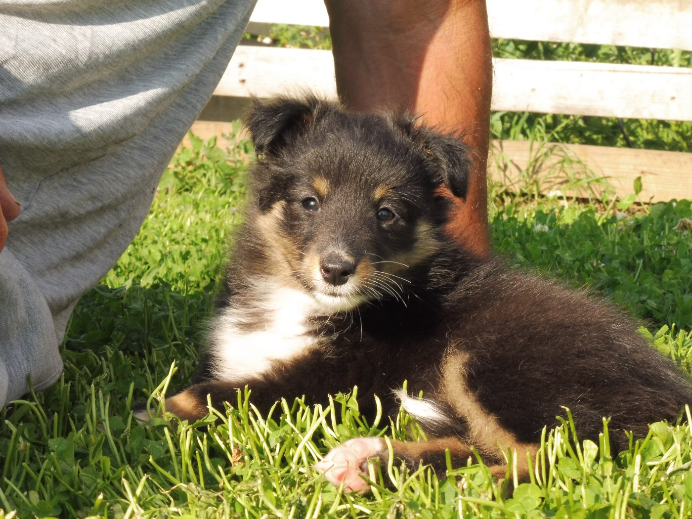 Du Mourre de Gache - Chiots disponibles - Shetland Sheepdog