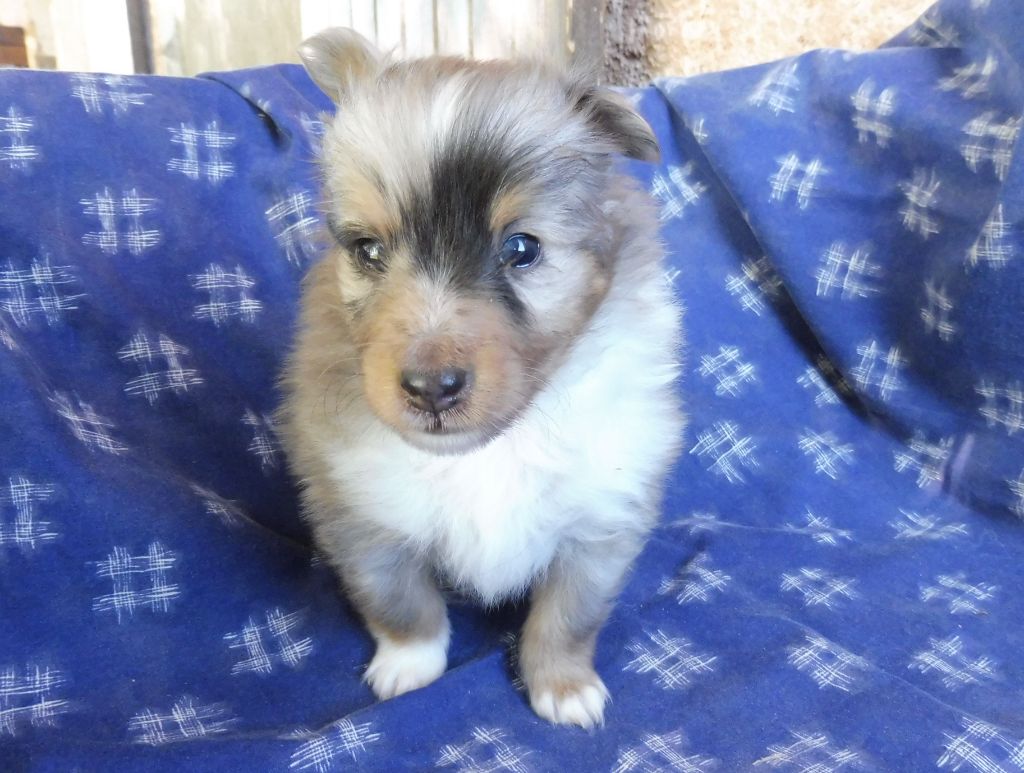 Du Mourre de Gache - Shetland Sheepdog - Portée née le 12/09/2023