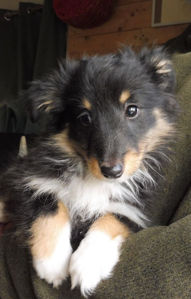 Du Mourre de Gache - Chiots disponibles - Shetland Sheepdog