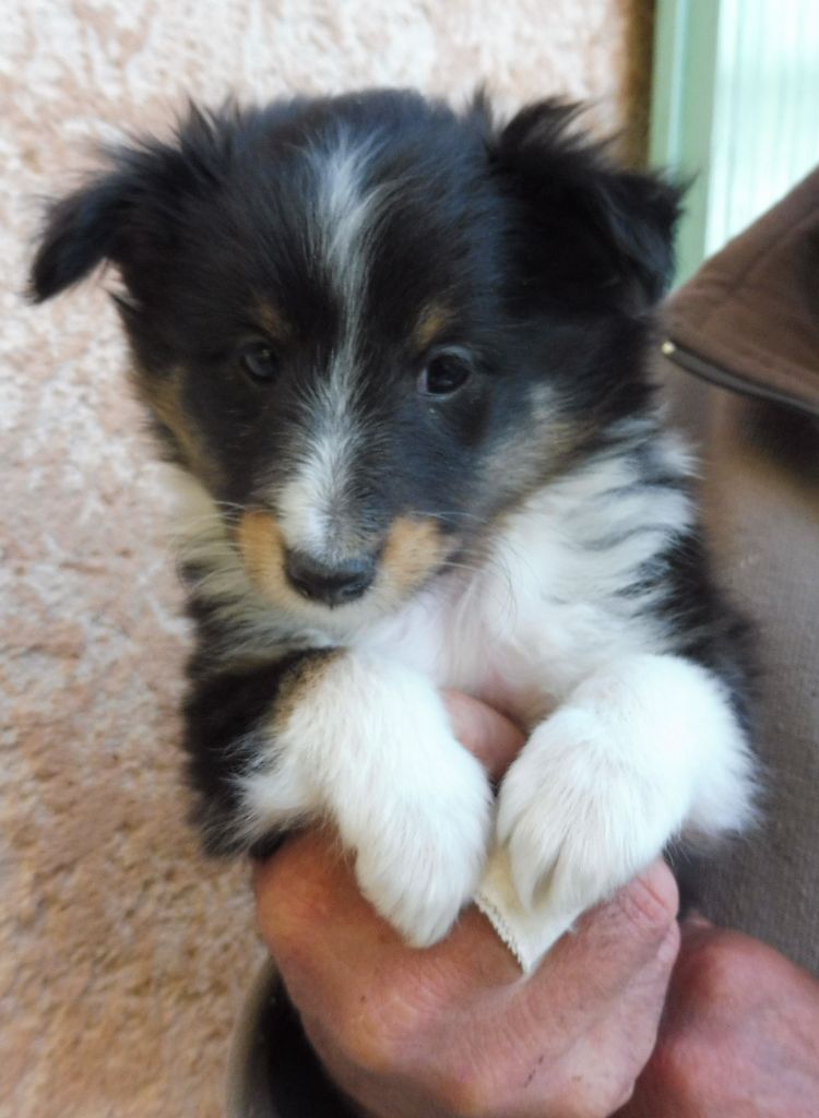Du Mourre de Gache - Shetland Sheepdog - Portée née le 14/03/2025